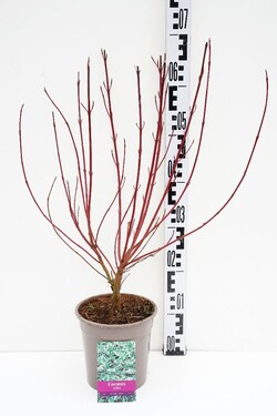 Sedula baltoji (Lot Cornus alba) 'Elegantissima' C2/P17 40-60 CM