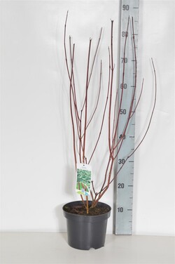 Sedula baltoji (Lot Cornus alba) 'Elegantissima' C3/P19 40-50 CM