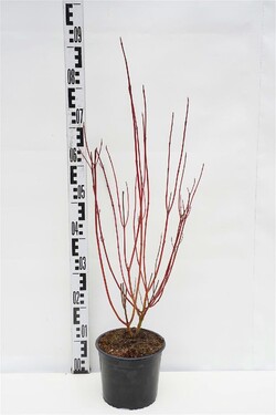 Sedula baltoji (Lot Cornus alba) 'Elegantissima' C3/P19 50-60 CM | SEDULOS | VAISMEDŽIAI - VAISKRŪMIAI