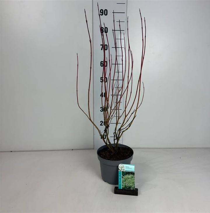 Sedula baltoji (Lot Cornus alba) 'Elegantissima' C3/P19 60-80 CM