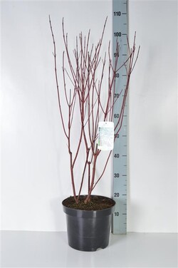 Sedula baltoji (Lot Cornus alba) 'Elegantissima' C7,5/P26 80-100 CM | SEDULOS | VAISMEDŽIAI - VAISKRŪMIAI