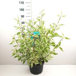 Sedula baltoji (Lot Cornus alba) 'Elegantissima' C10 80-100 CM - nuotrauka 2