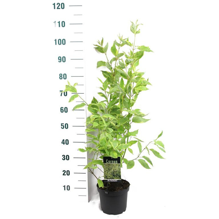 Sedula baltoji (Lot Cornus alba) 'Gouchaultii' C3/P19 60-80 CM | SEDULOS | VAISMEDŽIAI - VAISKRŪMIAI