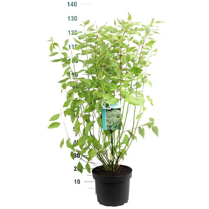 Sedula baltoji (Lot Cornus alba) 'Gouchaultii' C10 80-100 CM | SEDULOS | VAISMEDŽIAI - VAISKRŪMIAI