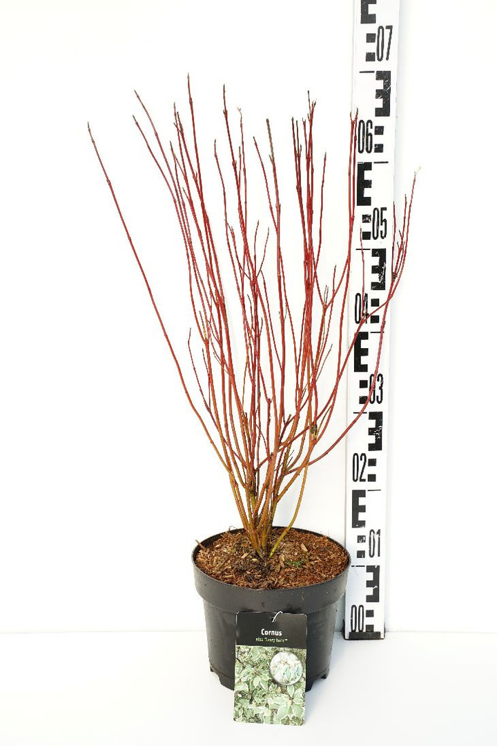 Sedula baltoji (Lot Cornus alba) 'Ivory Halo' C3/P19 40-50 CM | SEDULOS | VAISMEDŽIAI - VAISKRŪMIAI