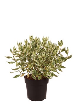 Sedula baltoji (Lot Cornus alba) 'Ivory Halo' C4/P21 50-60 CM