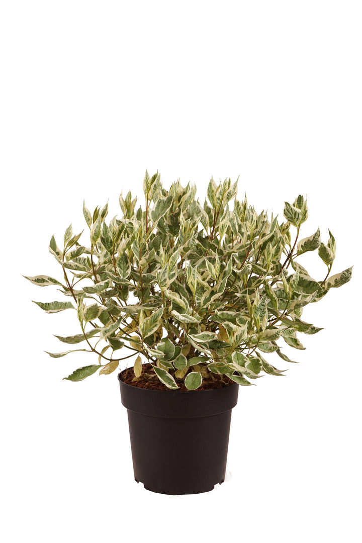 Sedula baltoji (Lot Cornus alba) 'Ivory Halo' C4/P21 50-60 CM