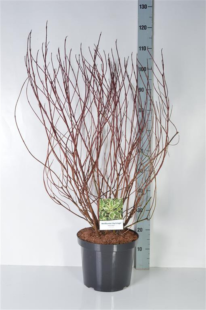 Sedula baltoji (Lot Cornus alba) 'Ivory Halo' C10 80-100 CM