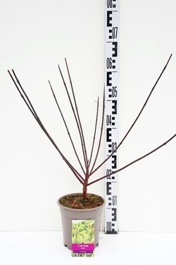 Sedula baltoji (Lot Cornus alba) 'Kesselringii' C2/P17 40-60 CM | SEDULOS | VAISMEDŽIAI - VAISKRŪMIAI