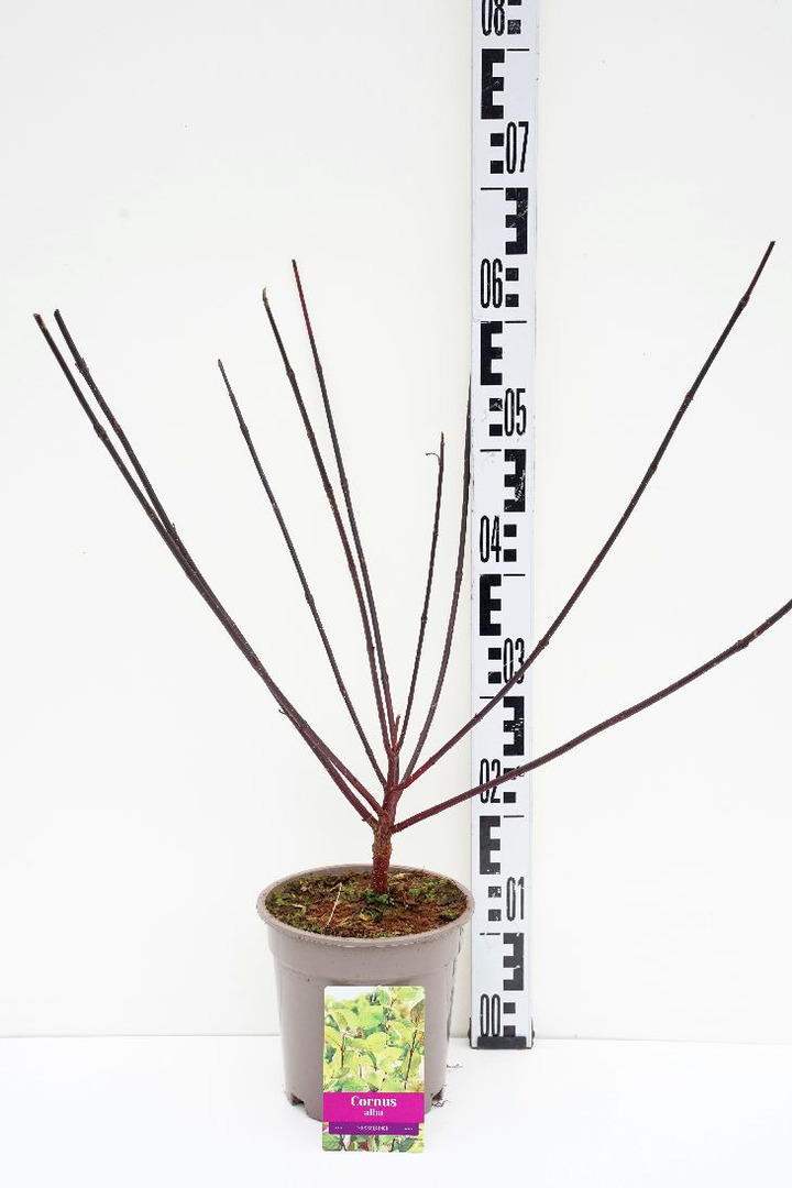 Sedula baltoji (Lot Cornus alba) 'Kesselringii' C2/P17 40-60 CM | SEDULOS | VAISMEDŽIAI - VAISKRŪMIAI
