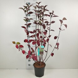 Sedula baltoji (Lot Cornus alba) 'Kesselringii' C6,5/P24 60-80 CM