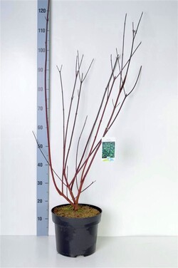 Sedula baltoji (Lot Cornus alba) 'Kesselringii' C7,5/P26 80-100 CM | SEDULOS | VAISMEDŽIAI - VAISKRŪMIAI