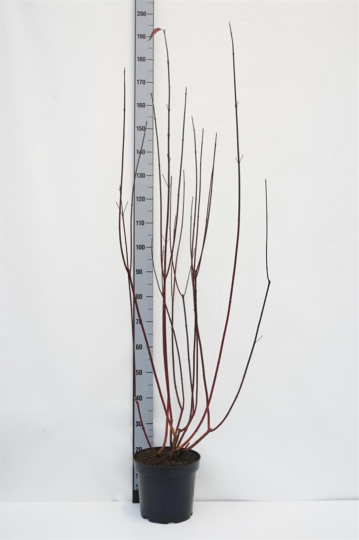 Sedula baltoji (Lot Cornus alba) 'Kesselringii' C7,5/P26 125-150 CM | SEDULOS | VAISMEDŽIAI - VAISKRŪMIAI