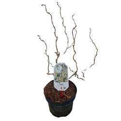 Lazdynas paprastasis  (Lot Corylus a.) 'Medusa' C5/P23 50-60 CM