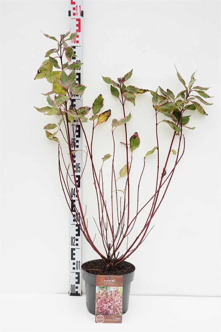 Sedula baltoji (Lot Cornus alba) 'Miracle' C4/P21 60-80 CM | SEDULOS | VAISMEDŽIAI - VAISKRŪMIAI