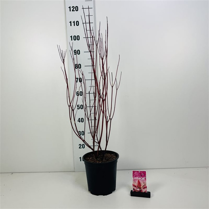 Sedula baltoji (Lot Cornus alba) 'Miracle' C5/P23 50-60 CM