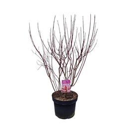 Sedula baltoji (Lot Cornus alba) 'Miracle' C10 60-80 CM