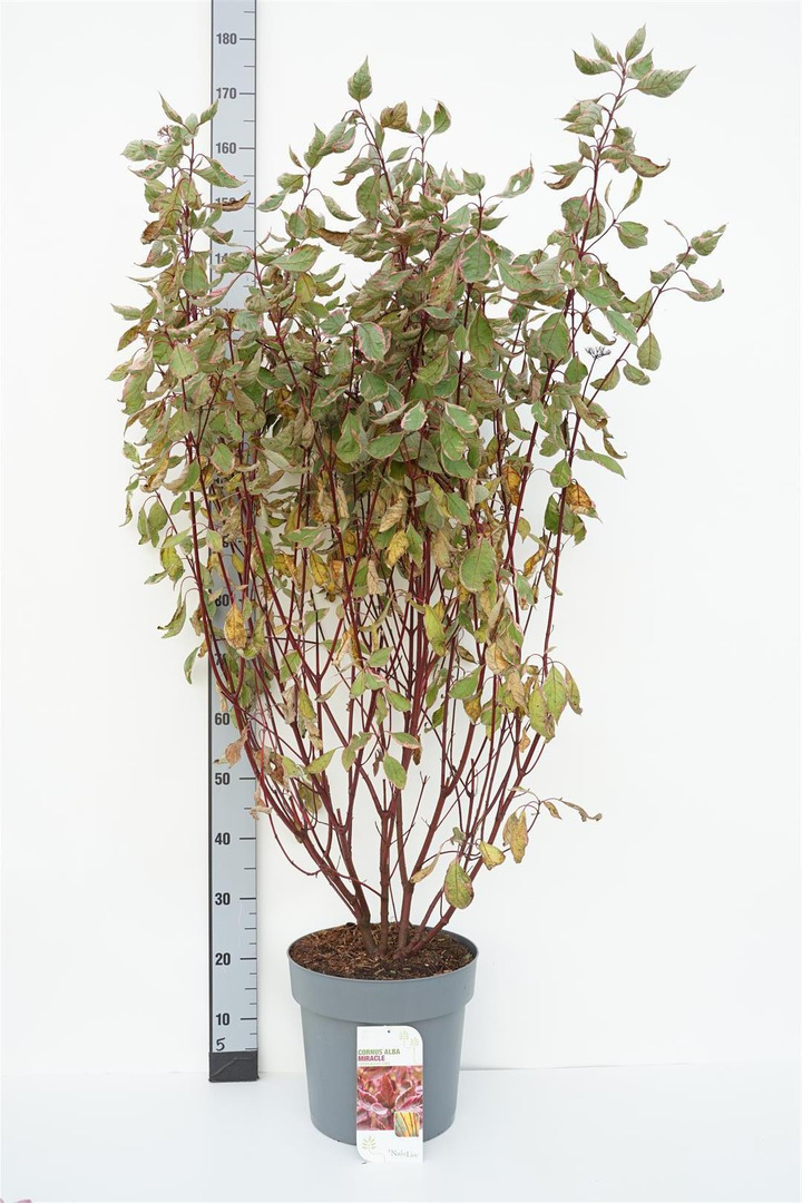 Sedula baltoji (Lot Cornus alba) 'Miracle' C12 100-125 CM | SEDULOS | VAISMEDŽIAI - VAISKRŪMIAI