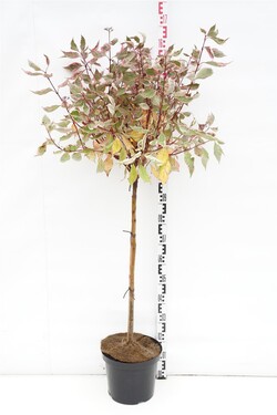 Sedula baltoji (Lot Cornus alba) 'Miracle' C10 KOTAS 90 CM | SEDULOS | VAISMEDŽIAI - VAISKRŪMIAI