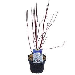 Sedula baltoji (Lot Cornus alba) 'Nightfall' C3/P19 30-40 CM