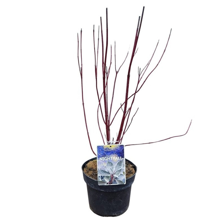 Sedula baltoji (Lot Cornus alba) 'Nightfall' C3/P19 30-40 CM