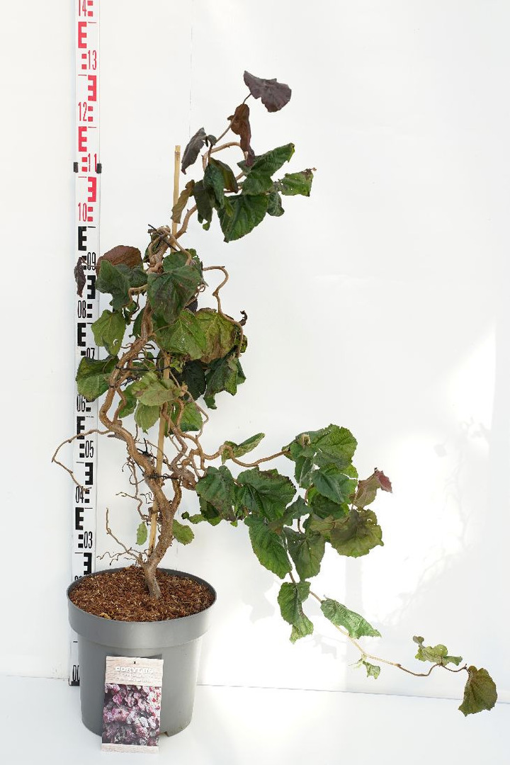 Lazdynas paprastasis  (Lot Corylus a.) 'Red Majestic' C12 80-100 CM
