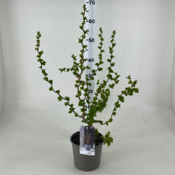 Lazdynas paprastasis  (Lot Corylus a.) 'Scooter' C3/P19 30-40 CM - nuotrauka 2
