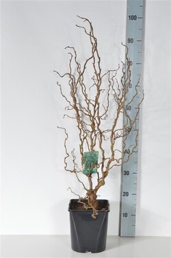 Lazdynas paprastasis  (Lot Corylus a.) 'Scooter' C5/P23 50-60 CM - nuotrauka 2