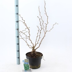 Lazdynas paprastasis  (Lot Corylus a.) 'Scooter' C5/P23 60-70 CM