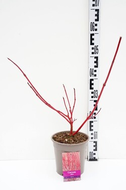 Sedula baltoji (Lot Cornus alba) 'Sibirica' C2/P17 40-60 CM