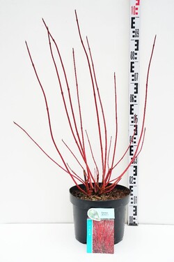 Sedula baltoji (Lot Cornus alba) 'Sibirica' C10 60-80 CM