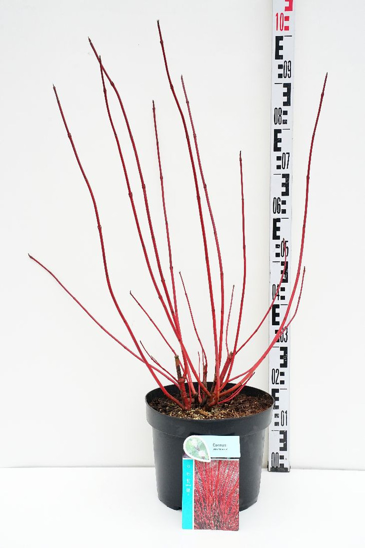 Sedula baltoji (Lot Cornus alba) 'Sibirica' C10 60-80 CM