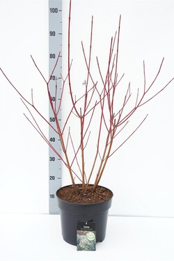 Sedula baltoji (Lot Cornus alba) 'Sibirica Variegata' C7,5/P26 60-80 CM | SEDULOS | VAISMEDŽIAI - VAISKRŪMIAI