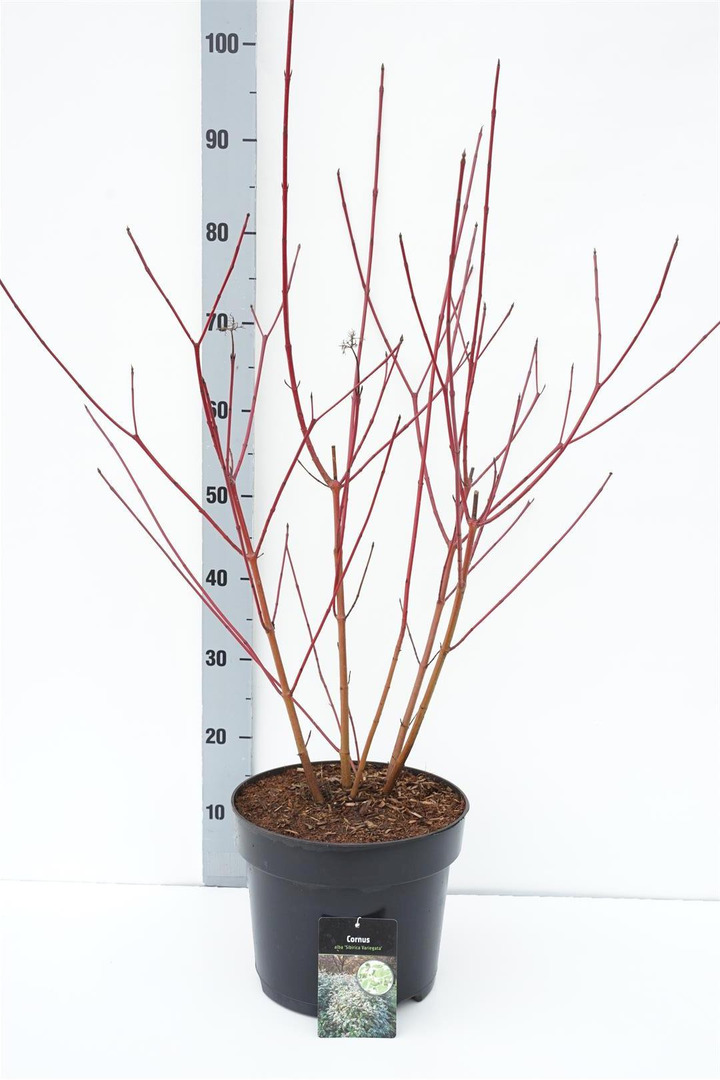 Sedula baltoji (Lot Cornus alba) 'Sibirica Variegata' C7,5/P26 60-80 CM | SEDULOS | VAISMEDŽIAI - VAISKRŪMIAI