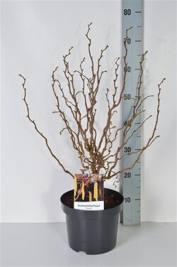Lazdynas paprastasis  (Lot Corylus a.) 'Twister' C5/P23 60-80 CM