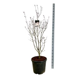Sedulos (Lot Cornus) 'Aurora' C55 125-150CM EXTRA - nuotrauka 1