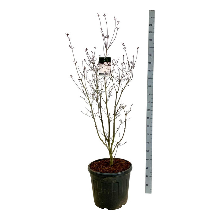 Sedulos (Lot Cornus) 'Aurora' C55 125-150CM EXTRA | SEDULOS | VAISMEDŽIAI - VAISKRŪMIAI
