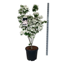Sedulos (Lot Cornus) 'Aurora' C55 125-150CM EXTRA - nuotrauka 2