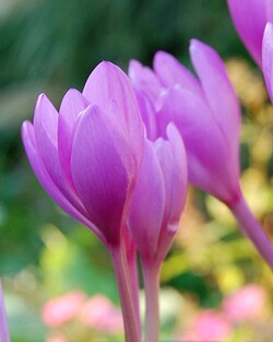 Vėlyvis (Lot Colchicum) 'Autumnale' 13/+ | VĖLYVIAI | DAUGIAMETĖS GĖLĖS