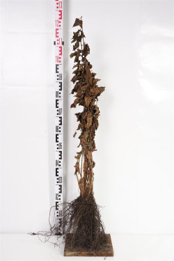Lazdynas paprastasis  (Lot Corylus avellana)  1+1 40-60 CM