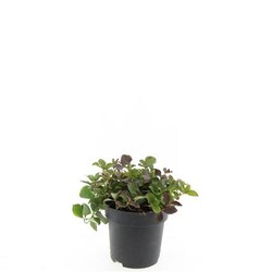Sedula kanadinė (Lot Cornus canadensis)  C2/P17