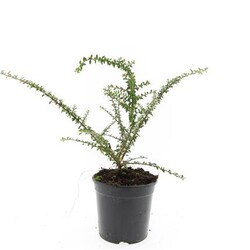 Smulkialapis kaulenis (Lot Cotoneaster conspicuus)  C1,5/P15