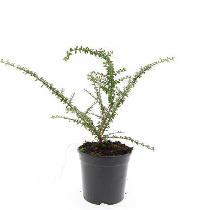 Smulkialapis kaulenis (Lot Cotoneaster conspicuus)  C1,5/P15
