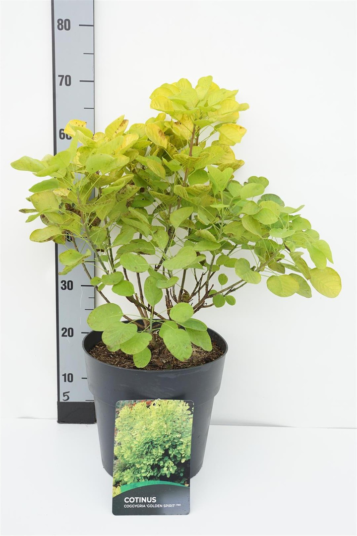 Pūkenis europinis (Lot Cotinus cogg.) 'Golden Spirit' C10 40-50 CM
