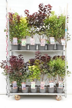 Pūkenis europinis MIX (Lot Cotinus cogg.)  2x18 'Royal Purple' & 'Young Lady' & 2x9 'Golden Spirit' & 'Dusky Maiden' C4/P21 40-6