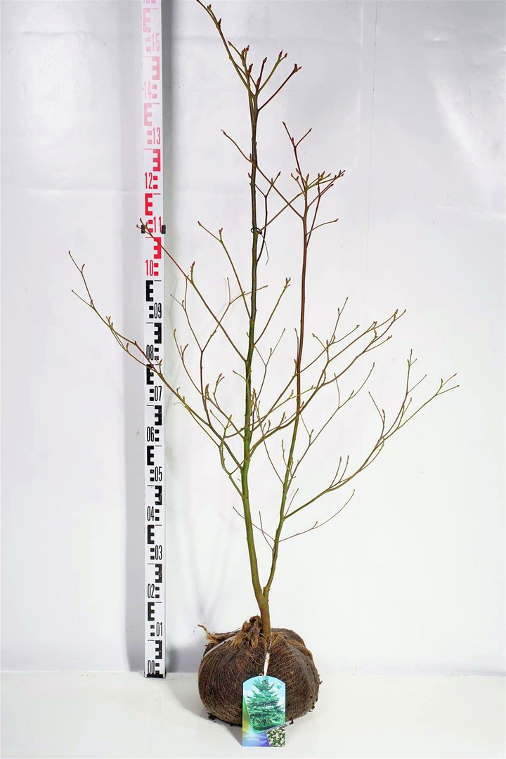 Sedula grakščioj (Lot Cornus controversa)  100-125 CM RB