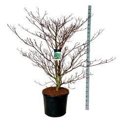 Sedula grakščioji (Lot Cornus contr.) 'Pagoda' C55 150-175CM EXTRA