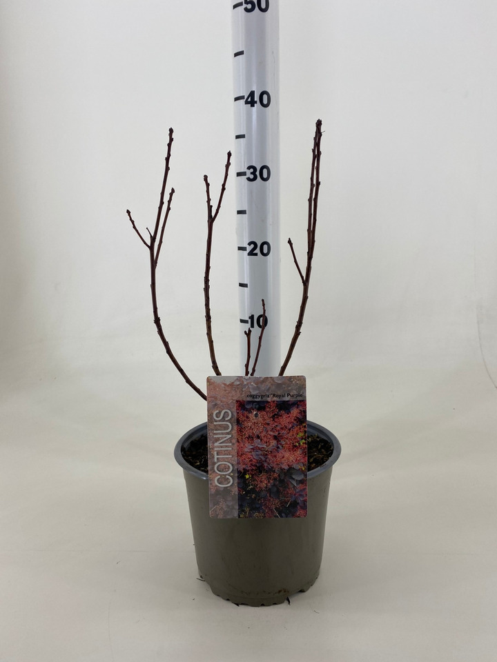 Pūkenis europinis (Lot Cotinus cogg.) 'Royal Purple' C3/P19 25-30 CM | PŪKENIAI | KRŪMAI