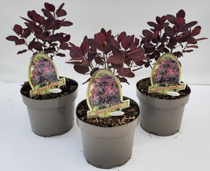 Pūkenis europinis (Lot Cotinus cogg.) 'Royal Purple' C3/P19 30-40 CM | PŪKENIAI | KRŪMAI