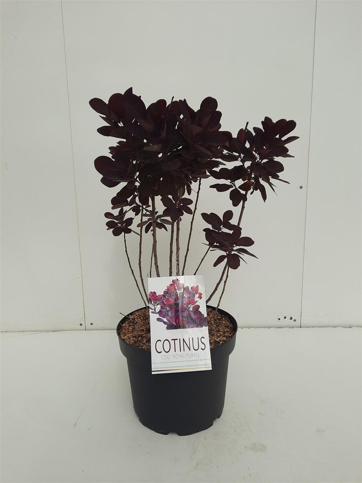 Pūkenis europinis (Lot Cotinus cogg.) 'Royal Purple' C10 50-60 CM | PŪKENIAI | KRŪMAI